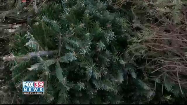 City of Laredo Solid Waste Services Are Recycling Christmas Trees