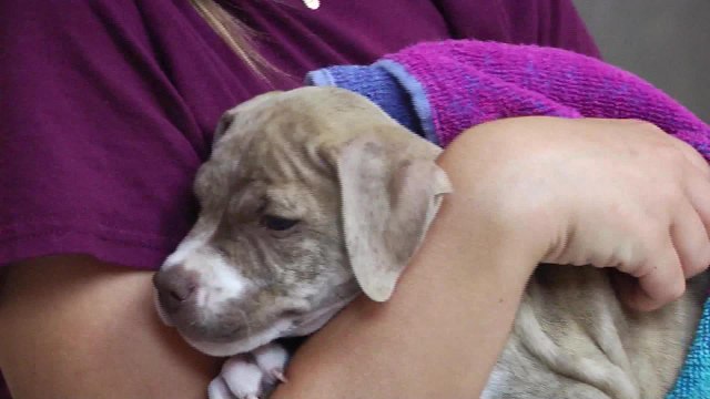 Personas hiernes a sus mascotas para obtener las drogas del veterinario