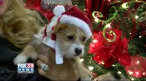 Pet haven of Laredo encourages pet adoption