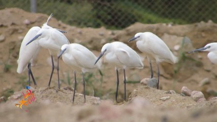 مرصد طيور العقبة.. ملتقى لـ7.5 ملايين طائر بموسم الهجرة
