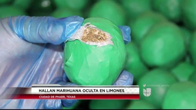 Hallan miles de libras de marihuana disfrazadas de limones