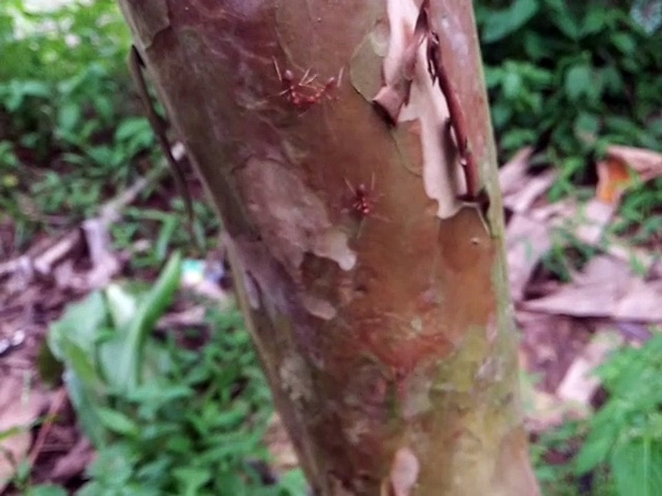 Sireum dina tangkal jambu