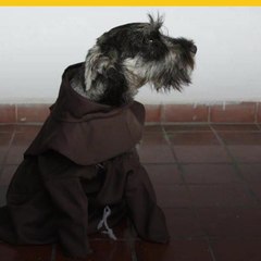 Fray Bigotes: conquista corazones