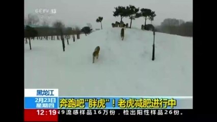 Drone becomes high-tech 'cat toy' for tigers