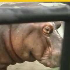 Matan a Gustavito el único hipopótamo