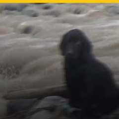 Rescatan a perro en Perú