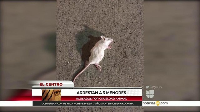 Arrestan a tres menores acusados de crueldad animal