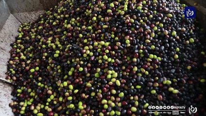 موسم الزيتون .. ضيف محبوب عند المزارعين