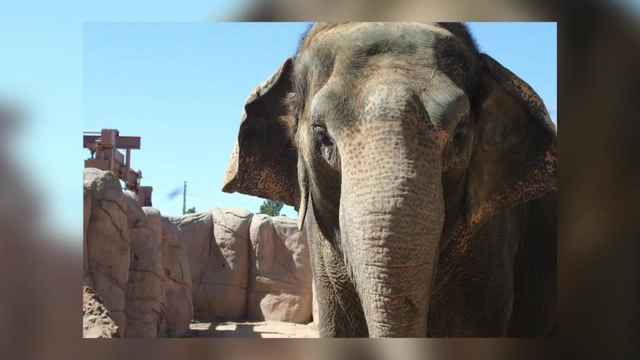 ZOO ELEPHANT