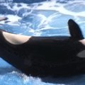 SeaWorld San Diego se despide de su show de orcas permanentemente