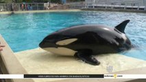 SeaWorld estrena programa de exhibición de orcas en San Diego