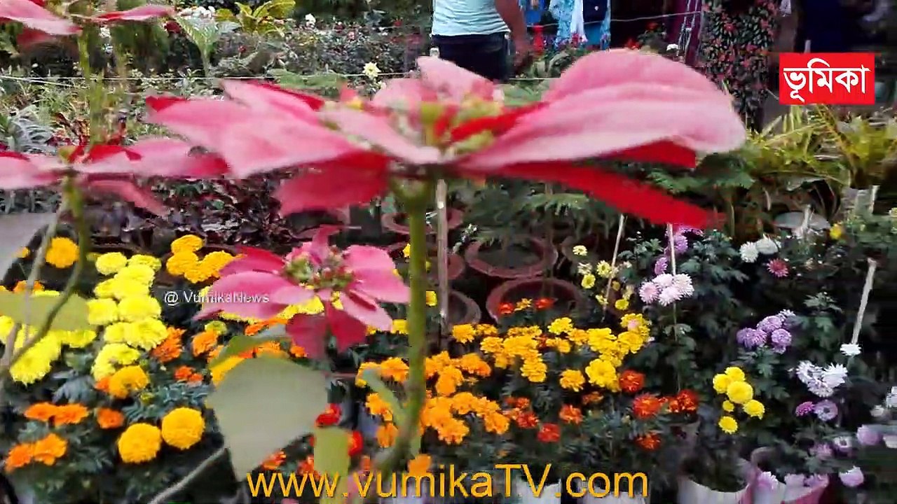 BEAUTIFUL HOME MADE MARIGOLD FLOWERS GARDEN OF Bangladesh _ WINTER GARDEN