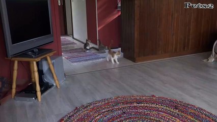 14 Hungry Kittens -- Another Day !