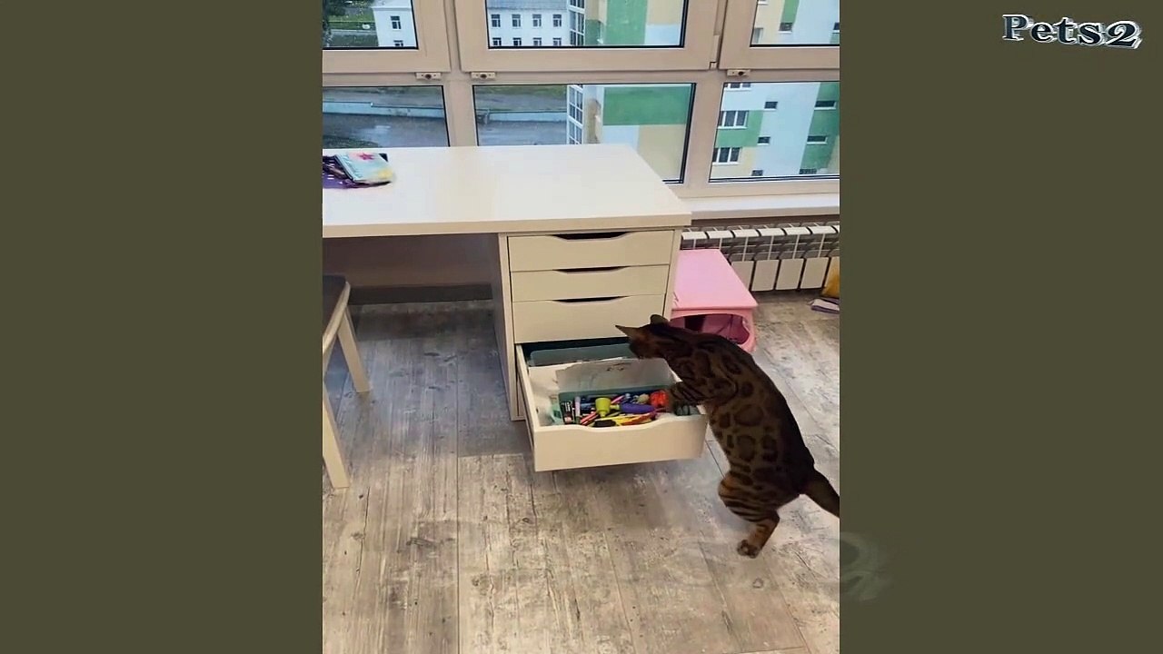 Funniest Pets - Best Of The 2021 Funny Pets Videos