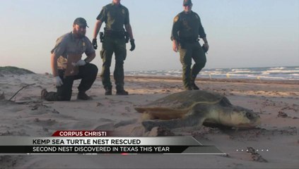 Kemp’s Ridley Sea Turtle Nest Rescued