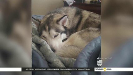 Ofrecen 10 mil dólares en caso de tortura de perros en San Diego