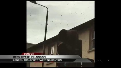 Bee Swarm Takes Over London Street