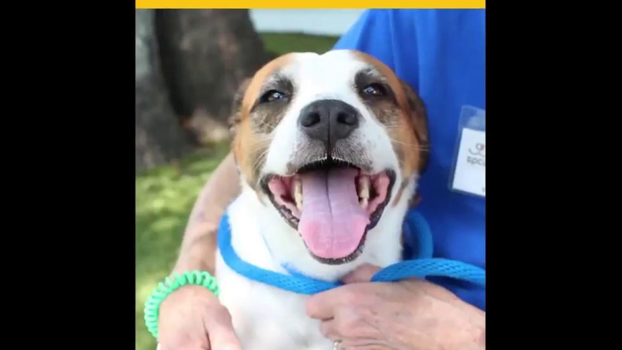 Puedes adoptar una mascota sin tener que pagar algún tipo de cargos