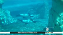 Fallece una cría de delfín minutos después de haber nacido