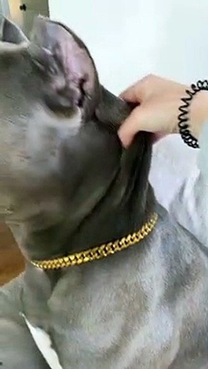 Un lindo y gran perro !