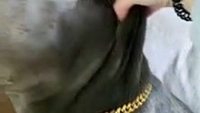 Un lindo y gran perro !
