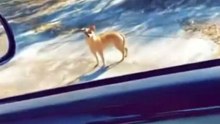 Un perro quiere empezar una disputa !
