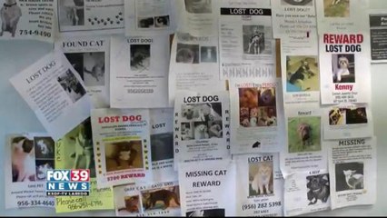 Laredo Animal Shelter Advice On How To Keep A Pet Safe During Storm