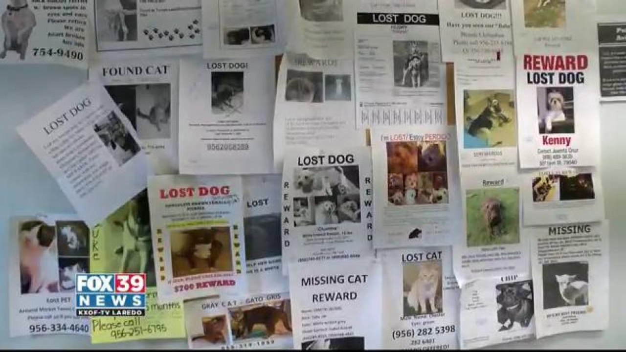 Laredo Animal Shelter Advice On How To Keep A Pet Safe During Storm