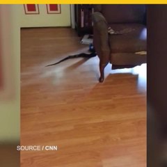 Mujer atrapa a serpiente en su hogar.