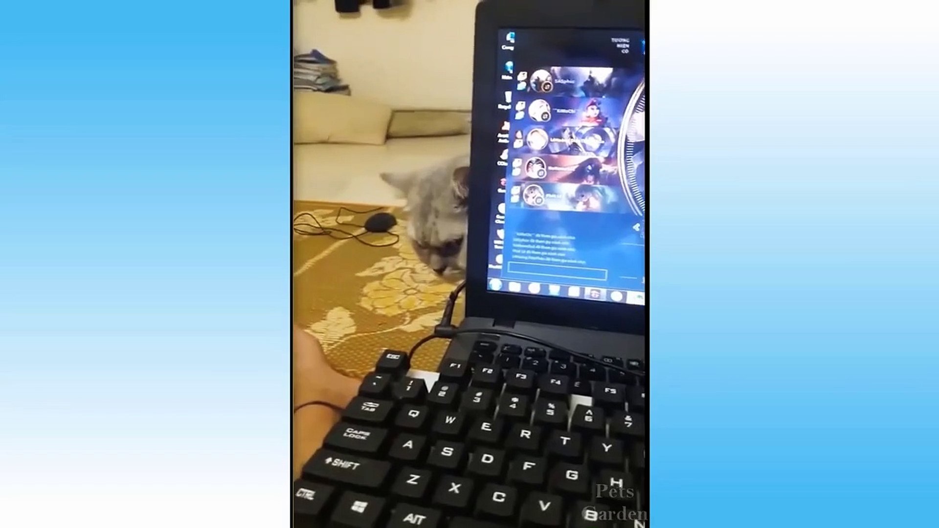 Cute Pets And Funny Animals Compilation