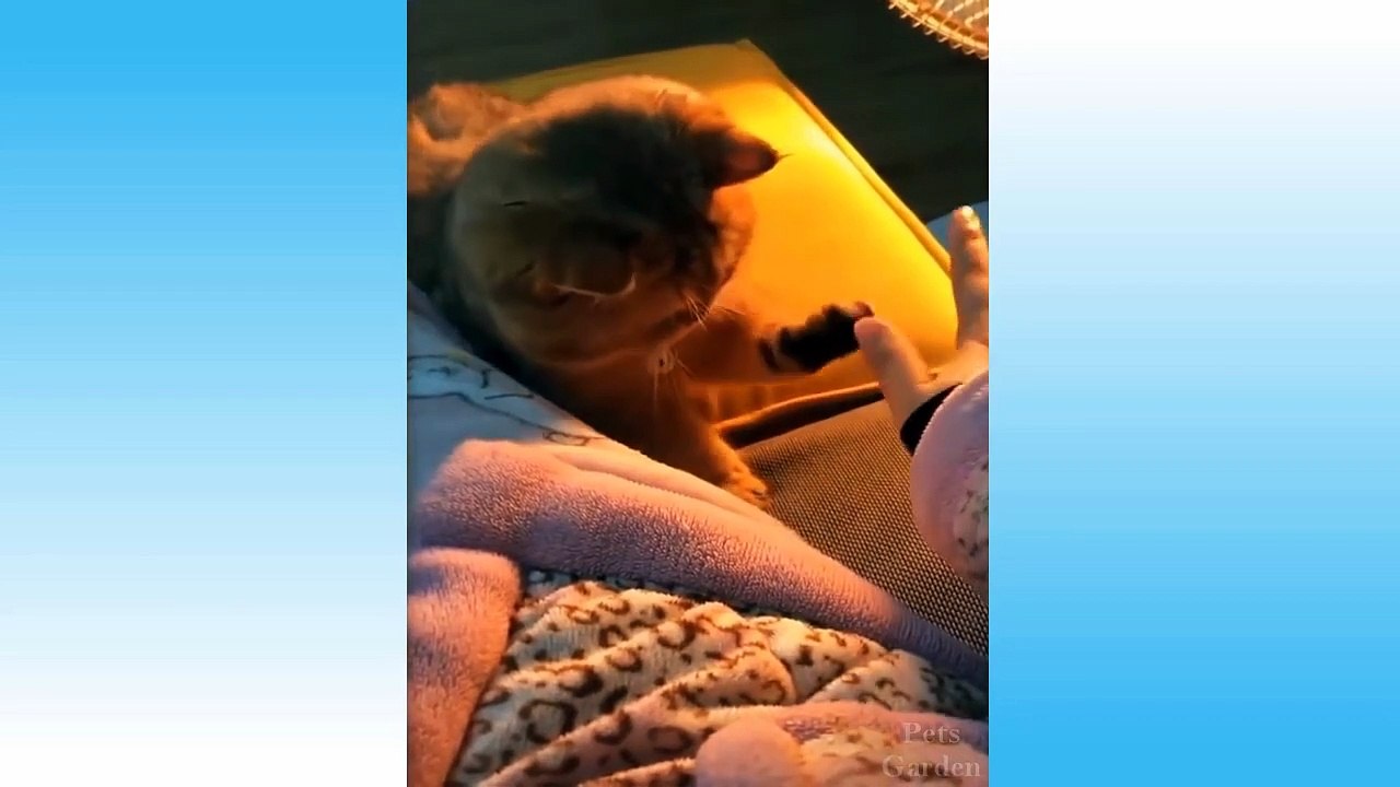 Funniest Pets Don'T Try To Hold Back Laughter