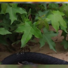 Serpiente vomita a otra viva