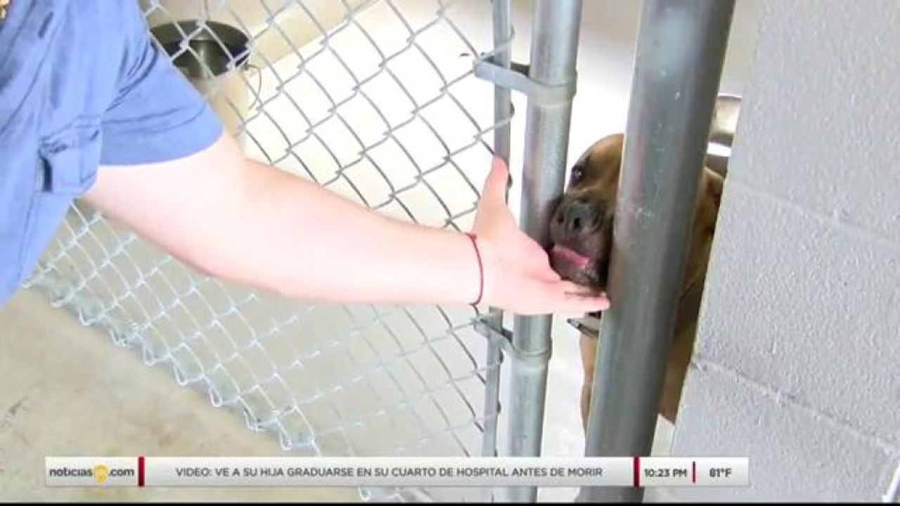 Exhortan a adoptar mascotas