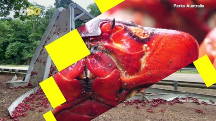 Thousands of Red Crabs Shut Down Roads on Christmas Island as They Begin Their Annual Migration