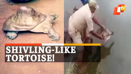 Watch: Shivling-Like Rare Tortoise Rescued From River