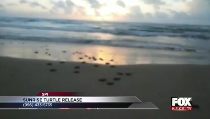 Last Chance for Sea Turtle Release