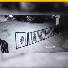 Confunde serpiente con un juguete y se lleva el susto de su vida
