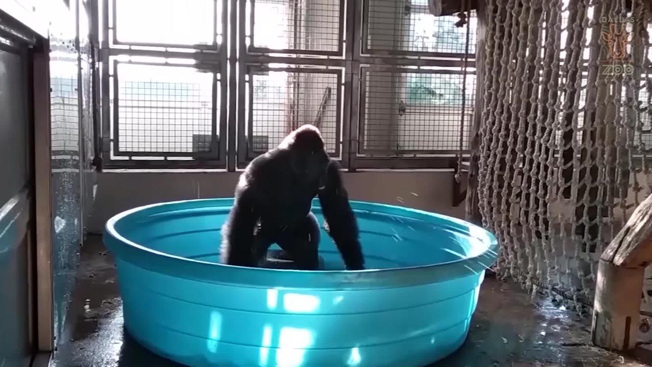 gorila bailando.mp4