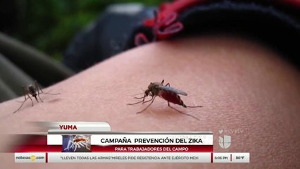 Campaña de prevención del virus del zika