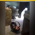 VIDEO: Asi reaccionó este caballo cuando le pusieron un bebé enfrente