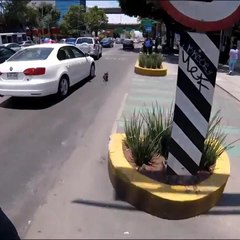 Ciclista rescata a perrito que desafía el tráfico a toda velocidad