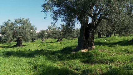 انحباس الأمطار يؤثر على إنتاج أشجار الزيتون في الأردن