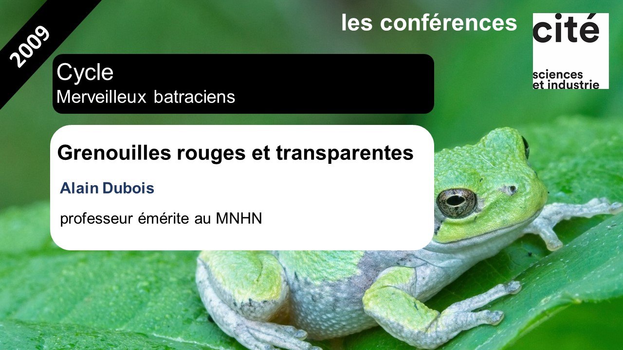 Grenouilles rouges et transparentes...