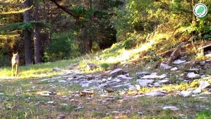 Yaban hayatı çeşitliliği fotokapanlara yansıdı