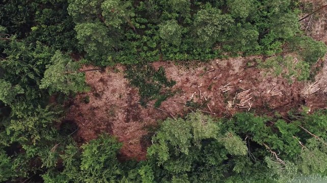 Déforestation : l'Union européenne veut interdire l'importation de certains produits