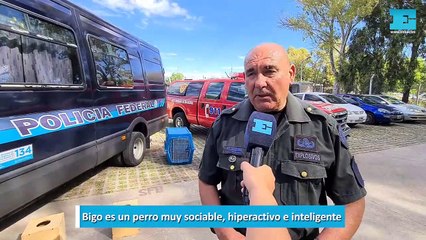Bigo, el perro detector de explosivos con una historia conmovedora