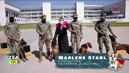 Así entrenan los perros de rescate de la SEMAR