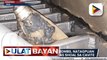 Customer sa Bataan, nakatanggap ng delivery package na may lamang mga ahas; Dalawang vintage bombs, natagpuan ng PCG sa San Nicolas Shoal sa Cavite