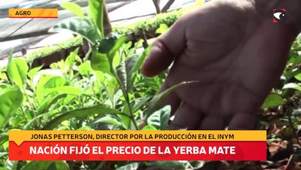Nación fijó el precio de la Yerba Mate