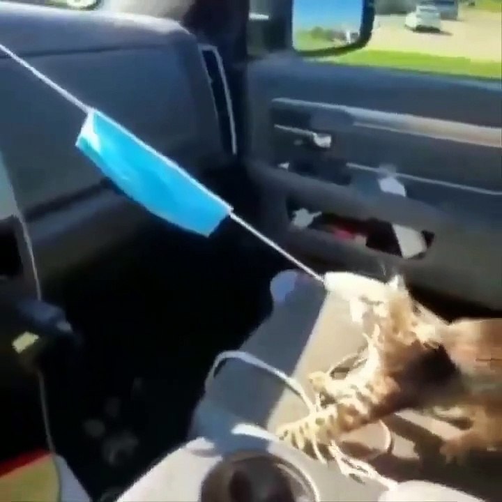 Baby Cats - Cute Cats - Adorable Cats - Funny Cats Compilations PART 25